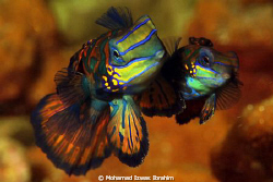 Mating time - Mandarin Fish by Mohamad Izwas Ibrahim 